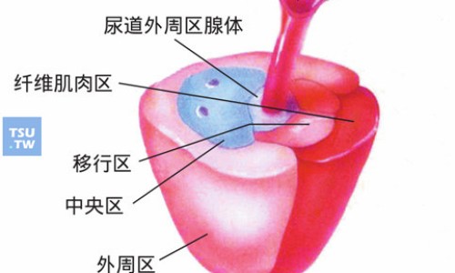 制川乌用量及副作用-中药制川乌图片网—知名的制川乌药材图片网站,分享中药川乌图片知识