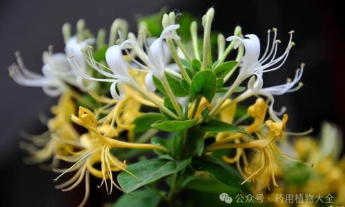 制川乌用量及副作用-中药制川乌图片网—知名的制川乌药材图片网站,分享中药川乌图片知识
